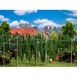 Champ houblon avec perches